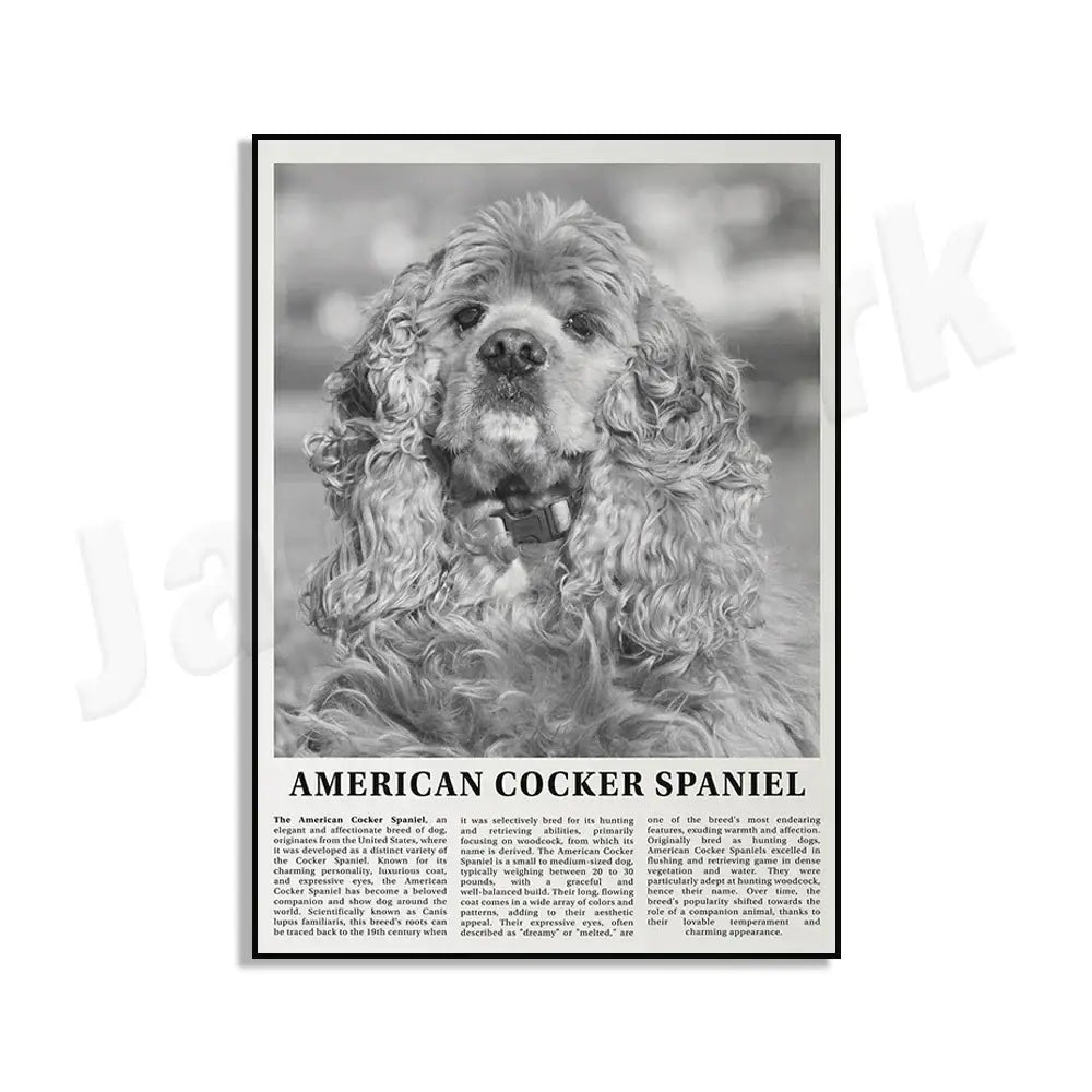 Black and white dog breeds poster featuring a detailed illustration of an american cocker spaniel for living room wall art