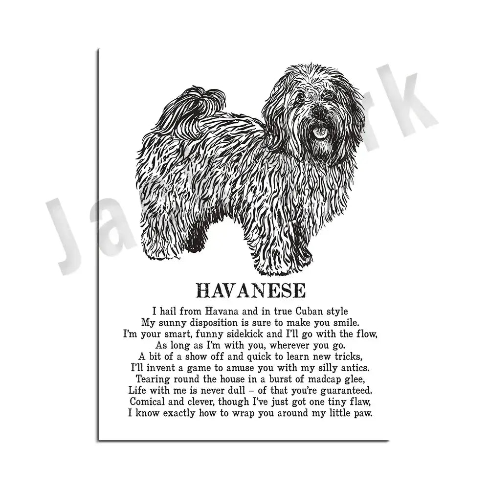 Modern framed black and white decorbites dog breed poster featuring detailed havana dog illustration and poem for bedroom decor