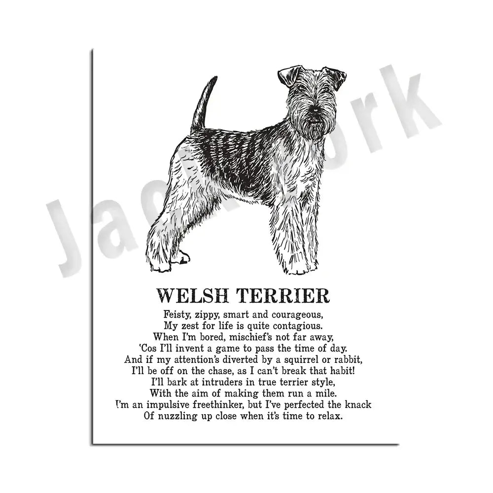 Modern framed black and white dog breed poster featuring a detailed welsh terrier line drawing for decorbites dog decorbites dog breed