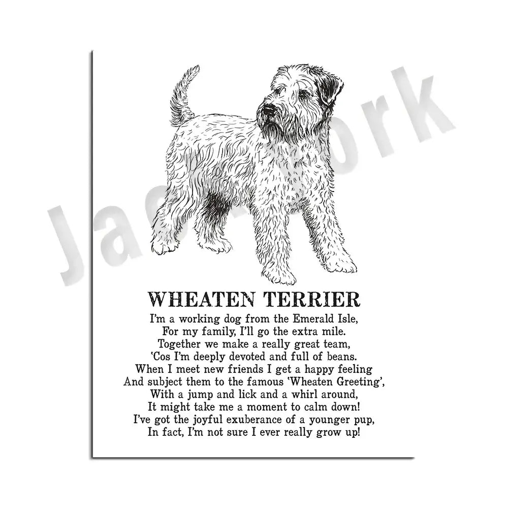 Black and white line drawing of wheaten terrier on a decorbites dog breed poster card for bedroom wall decor