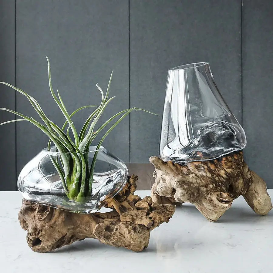 Clear glass decorbites glass bonsai vases with sculpted shapes on rustic wooden roots for modern living room decor