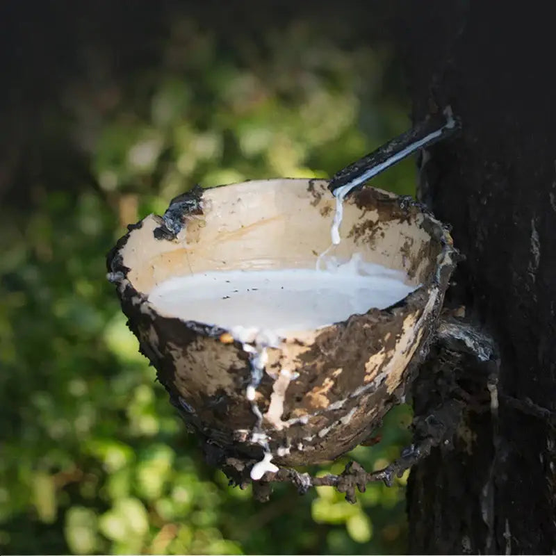 A rustic wooden bowl with white latex sap illustrating natural material for a modern gray quilted cooling latex bed mat