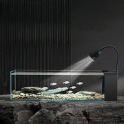 Modern rectangular glass betta fish tank with clear water rocks and silver fish illuminated by black gooseneck lamp decorbites betta fish tank