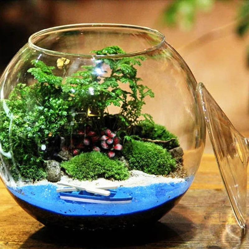 Moss Ball Glass Vase for Desktop Decor