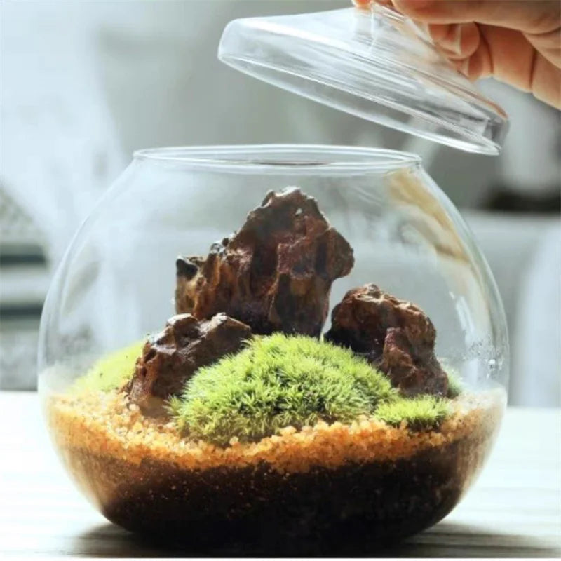 Moss Ball Glass Vase for Desktop Decor