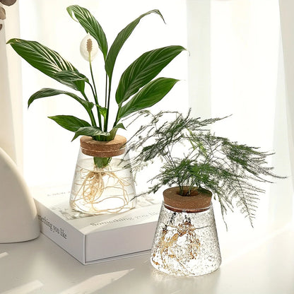 Nordic glass hydroponic vase with tray featuring clear glass water planters with cork lids holding peace lily and asparagus fern