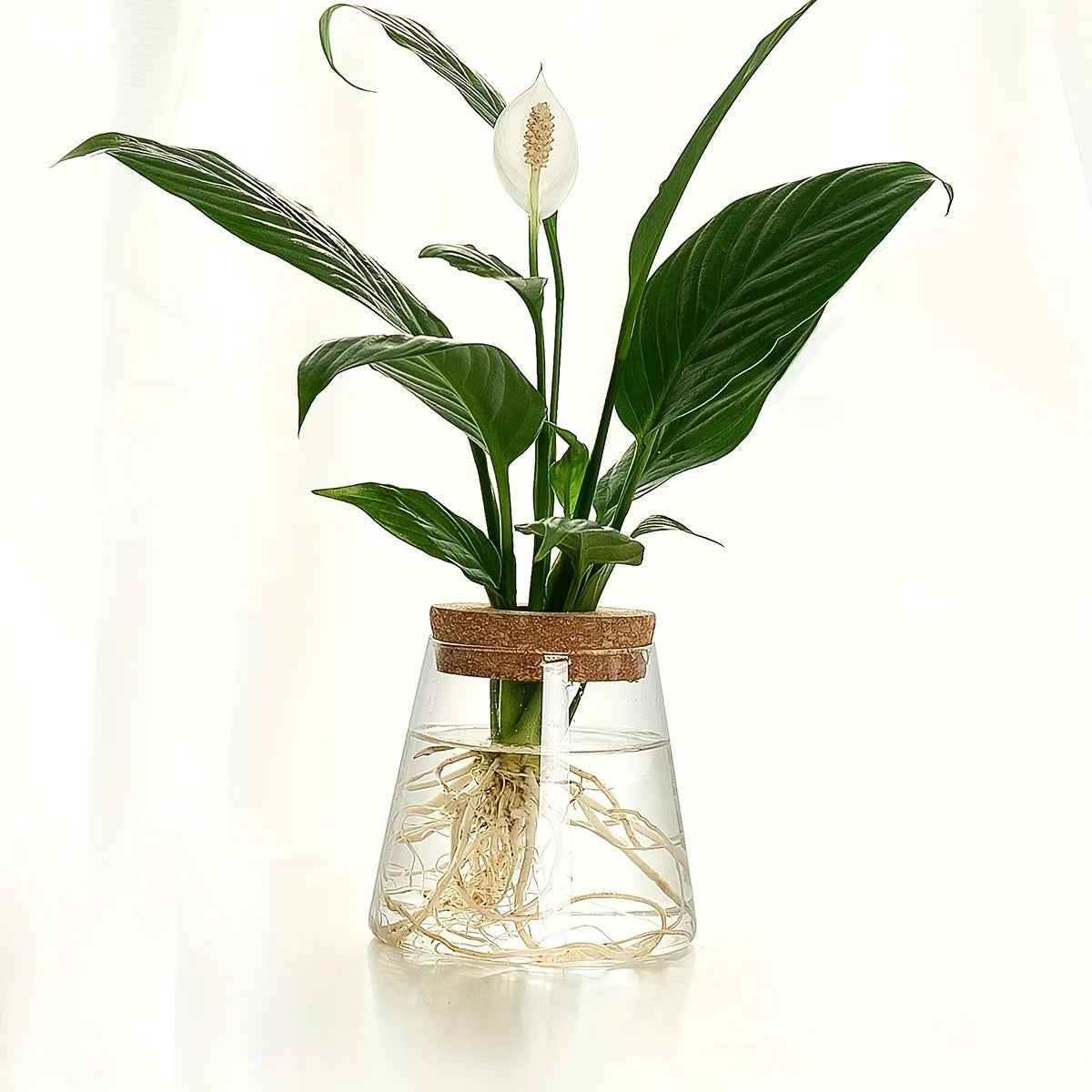 Nordic glass hydroponic vase with tray containing a white peace lily with glossy green leaves sealed by a cork lid