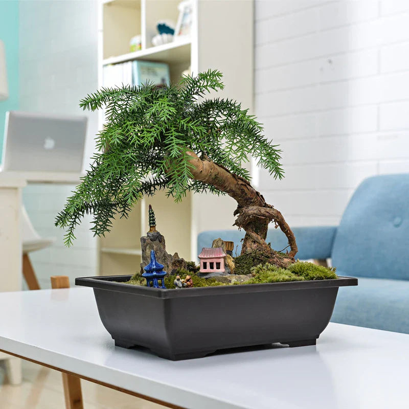 A meticulously crafted bonsai tree with lush foliage in a sleek black rectangular imitation purple clay bonsai pot