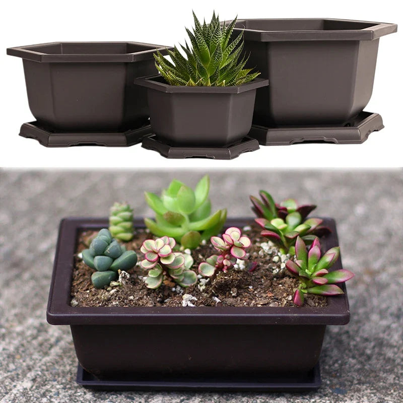 Dark brown hexagonal plastic bonsai pots with matching saucers holding various succulent plants pots for outdoor use
