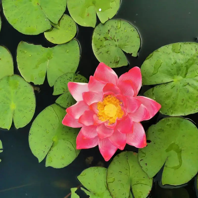 A realistic dark green and beige floating crocodile head garden water decor with a vibrant pink water lily blooms on still water