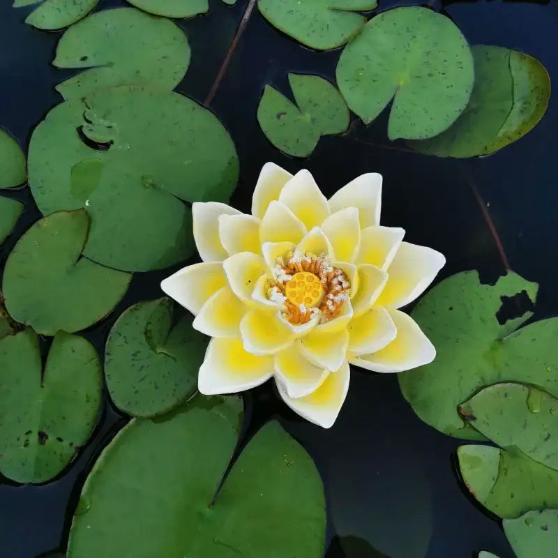 A delicate yellow water lily with vibrant orange center floating among green lily pads in decorbites garden water floating decor