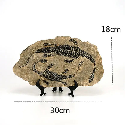 Beige 18cm by 30cm rock slab dinosaur fossil figurine with two black reptile skeletons on a black stand for decor