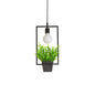 Single Plant Pendant Light Fixture - Rustic Iron Hanging Lamp in Black (Triangle/Square/Oval)