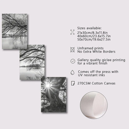 ’Stunning Big Tree Lake Sunset Canvas Posters’