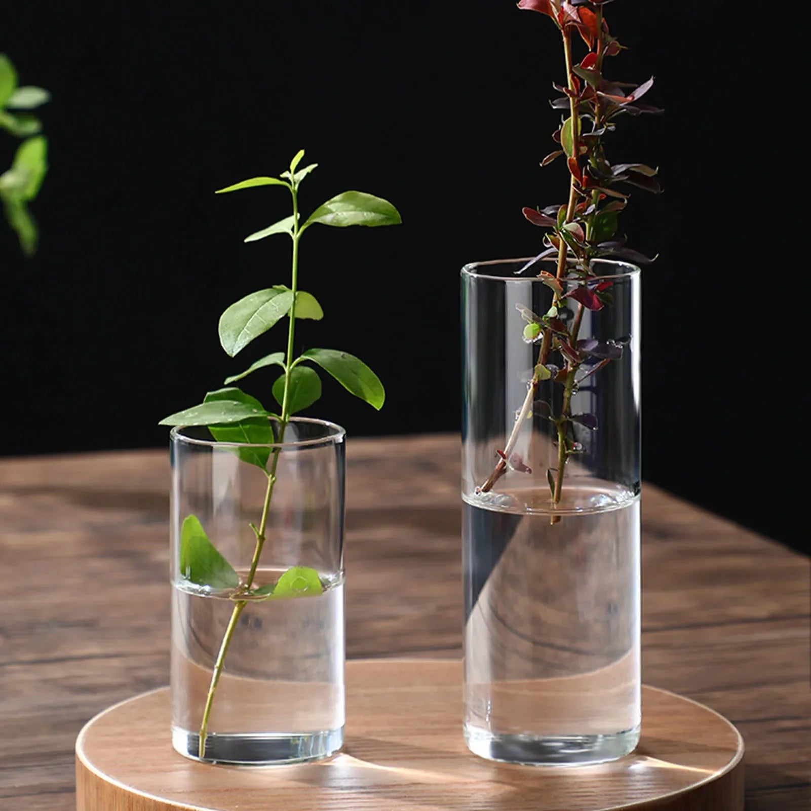 Two clear glass hydroponic vases of different heights holding plant stems water for wedding living room decor gift