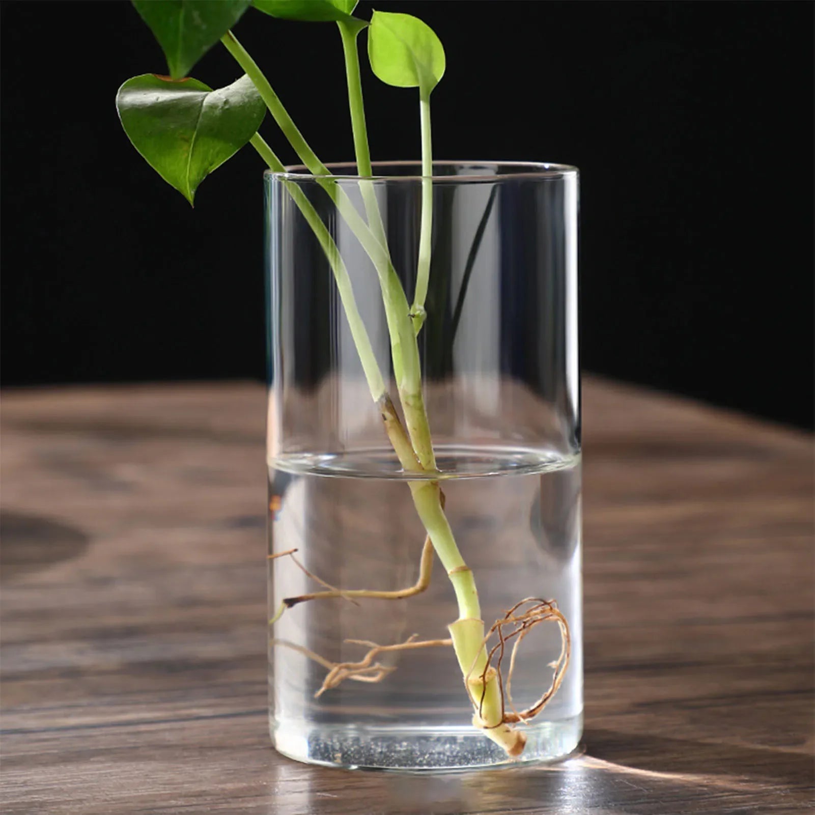 Clear glass cylindrical hydroponic vase with visible roots holding a green leafy plant for decorative use