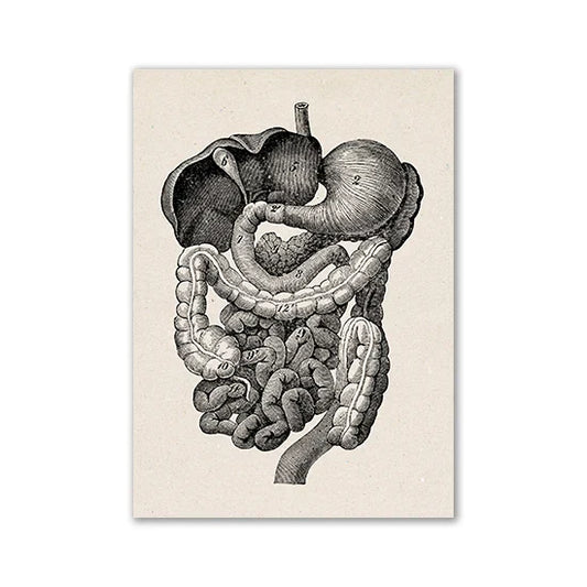 Vintage Anatomy Art Print for Home Decor - 23 / 13x18cm No Frame / CHINA