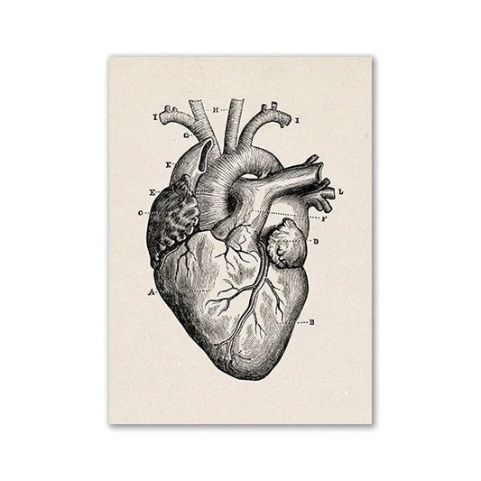 Vintage Anatomy Canvas Art Print - 02 / 20x25cm No Frame / CHINA