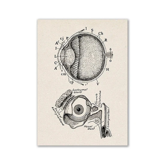 Vintage Anatomy Canvas Art Print - 11 / 13x18cm No Frame / CHINA