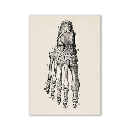 Vintage Anatomy Canvas Art Print