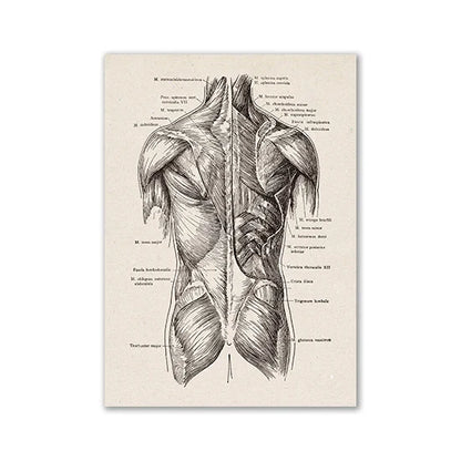 Vintage Anatomy Canvas Art Print