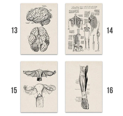 Vintage Anatomy Canvas Art Print