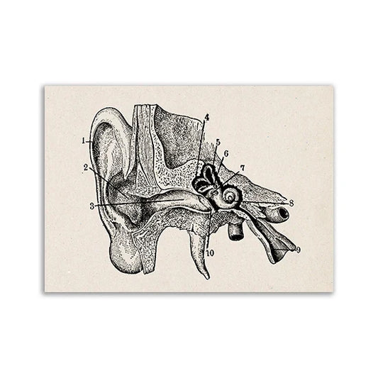 Vintage Anatomy Canvas Print - Medical Wall Art - 26 / 13x18cm No Frame / CHINA