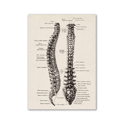 Vintage Anatomy Canvas Print - Medical Wall Art