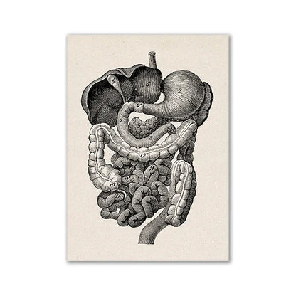 Vintage Anatomy Canvas Print - Medical Wall Art