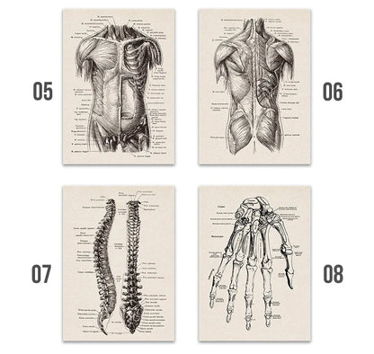 Vintage Anatomy Canvas Print - Medical Wall Art