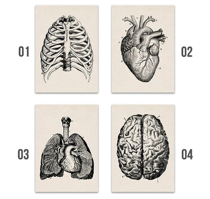 Vintage Anatomy Canvas Print - Medical Wall Art