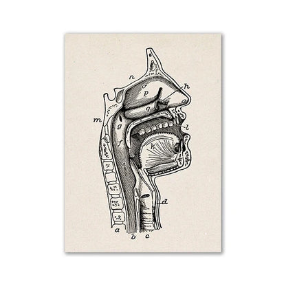 Vintage Anatomy Canvas Print - Medical Wall Art