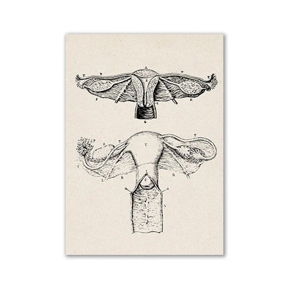 Vintage Anatomy Canvas Print - Medical Wall Art