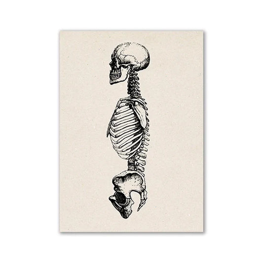 Vintage Anatomy Poster Education Hospital Pharmacy Art - 20 / 13x18cm No Frame / CHINA