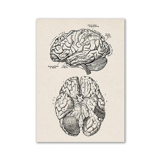 Vintage Anatomy Wall Art Print - 13 / 13x18cm No Frame / CHINA