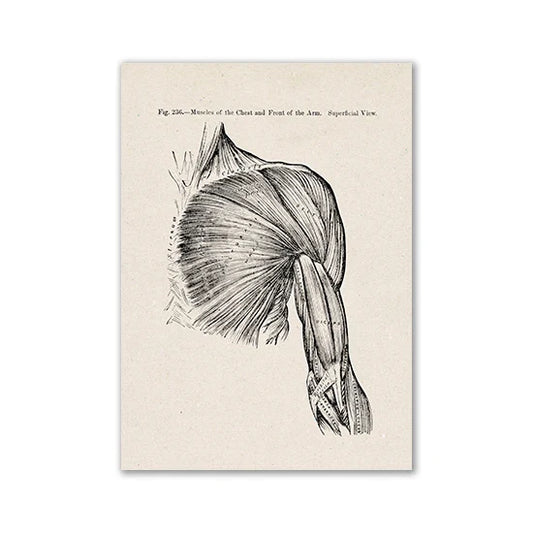Vintage Human Anatomy Art Print for Medical Decor - 17 / 13x18cm No Frame / CHINA