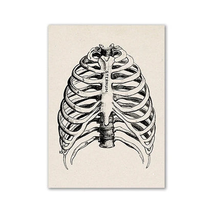 Vintage Human Anatomy Canvas Art Print - 01 / 20x25cm No Frame / CHINA