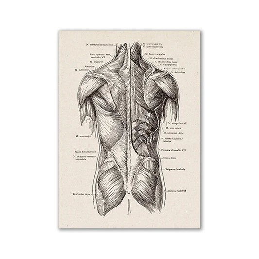 Vintage Human Anatomy Canvas Art Print - 06 / 20x25cm No Frame / CHINA