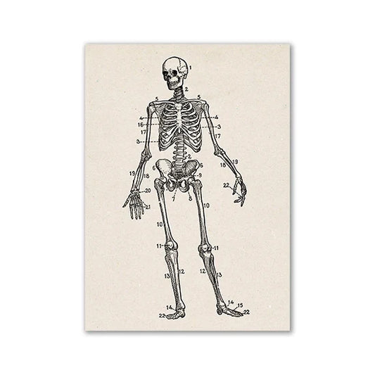 Vintage Human Anatomy Canvas Art Print - 09 / 13x18cm No Frame / CHINA
