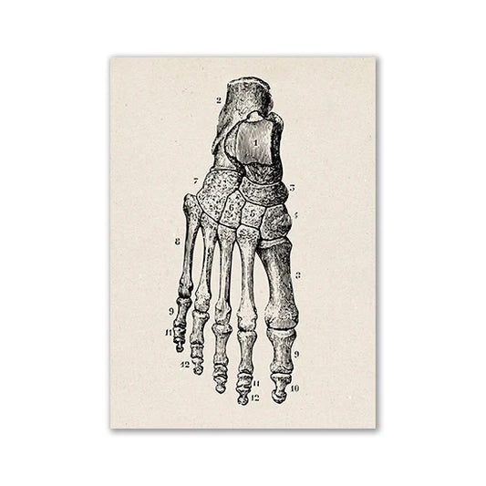 Vintage Human Anatomy Canvas Art Print - 10 / 13x18cm No Frame / CHINA