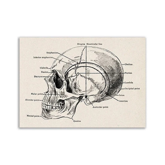 Vintage Human Anatomy Canvas Art Print - 12 / 13x18cm No Frame / CHINA