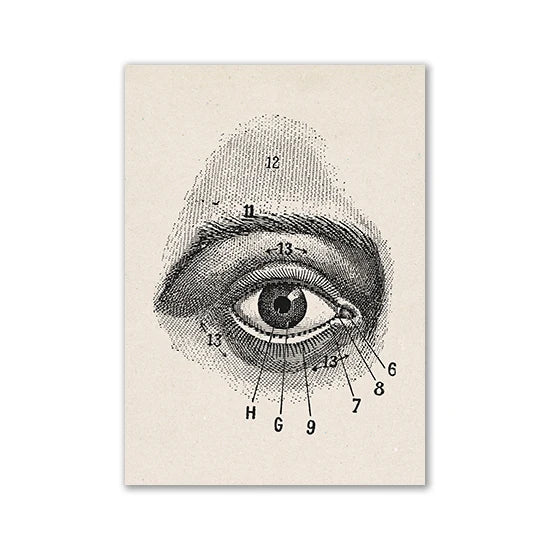 Vintage Human Anatomy Canvas Art Print - 18 / 13x18cm No Frame / CHINA