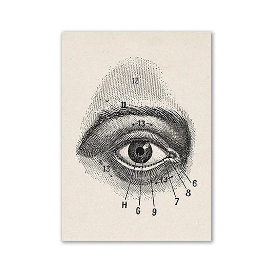 Vintage Human Anatomy Canvas Art Print - 18 / 13x18cm No Frame / CHINA