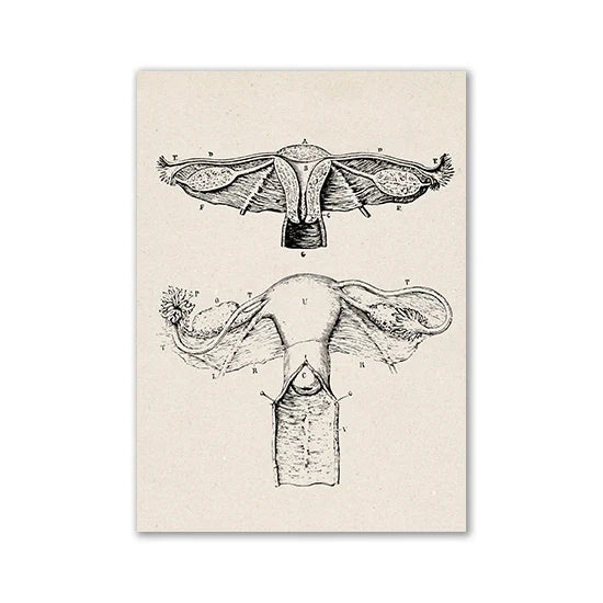 Vintage Human Anatomy Canvas Art Print