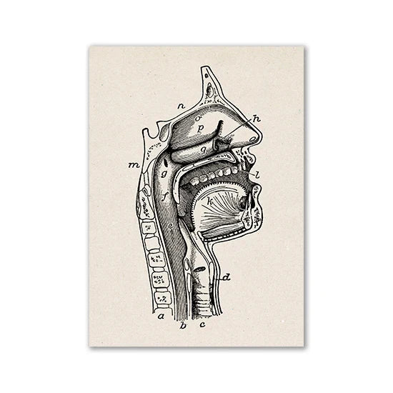 Vintage Human Anatomy Canvas Art Print