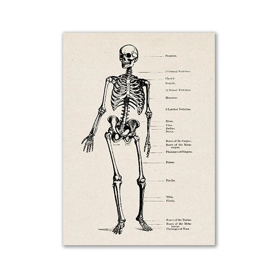 Vintage Human Anatomy Canvas Art Print
