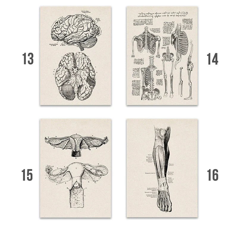 Vintage Human Anatomy Canvas Art Print