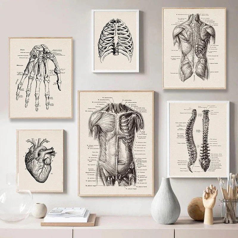 Vintage Human Anatomy Canvas Art Print