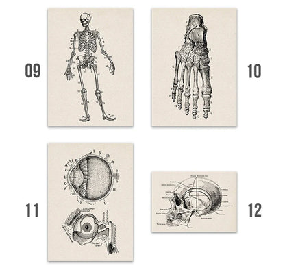 Vintage Human Anatomy Canvas Art Print