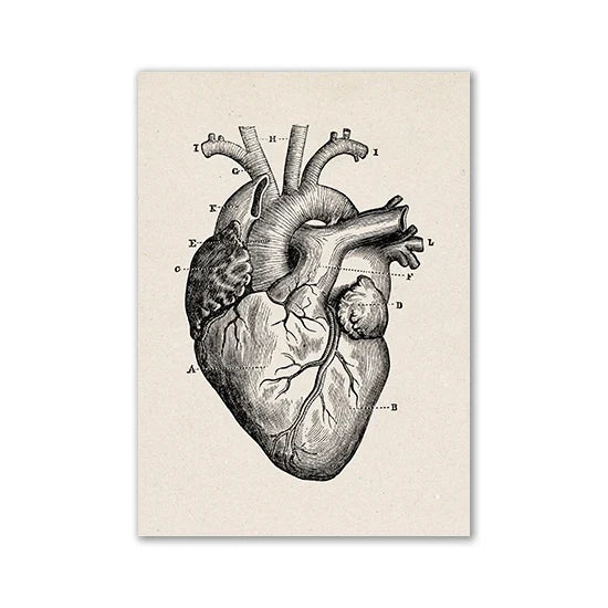Vintage Human Anatomy Canvas Art Print
